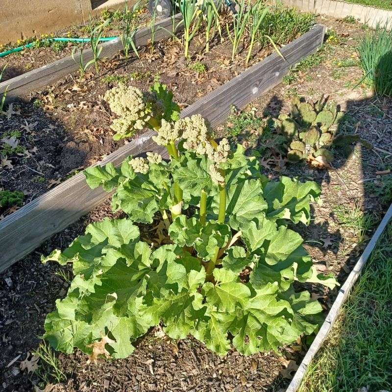 Cut Flower Stalks Early