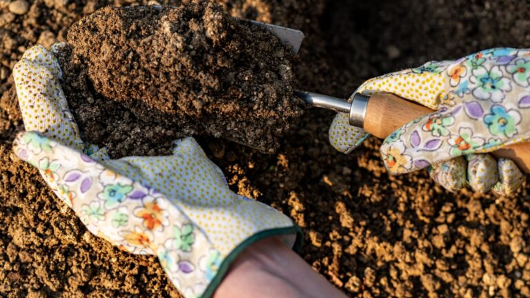 gardener holds a small shovel full of soil
