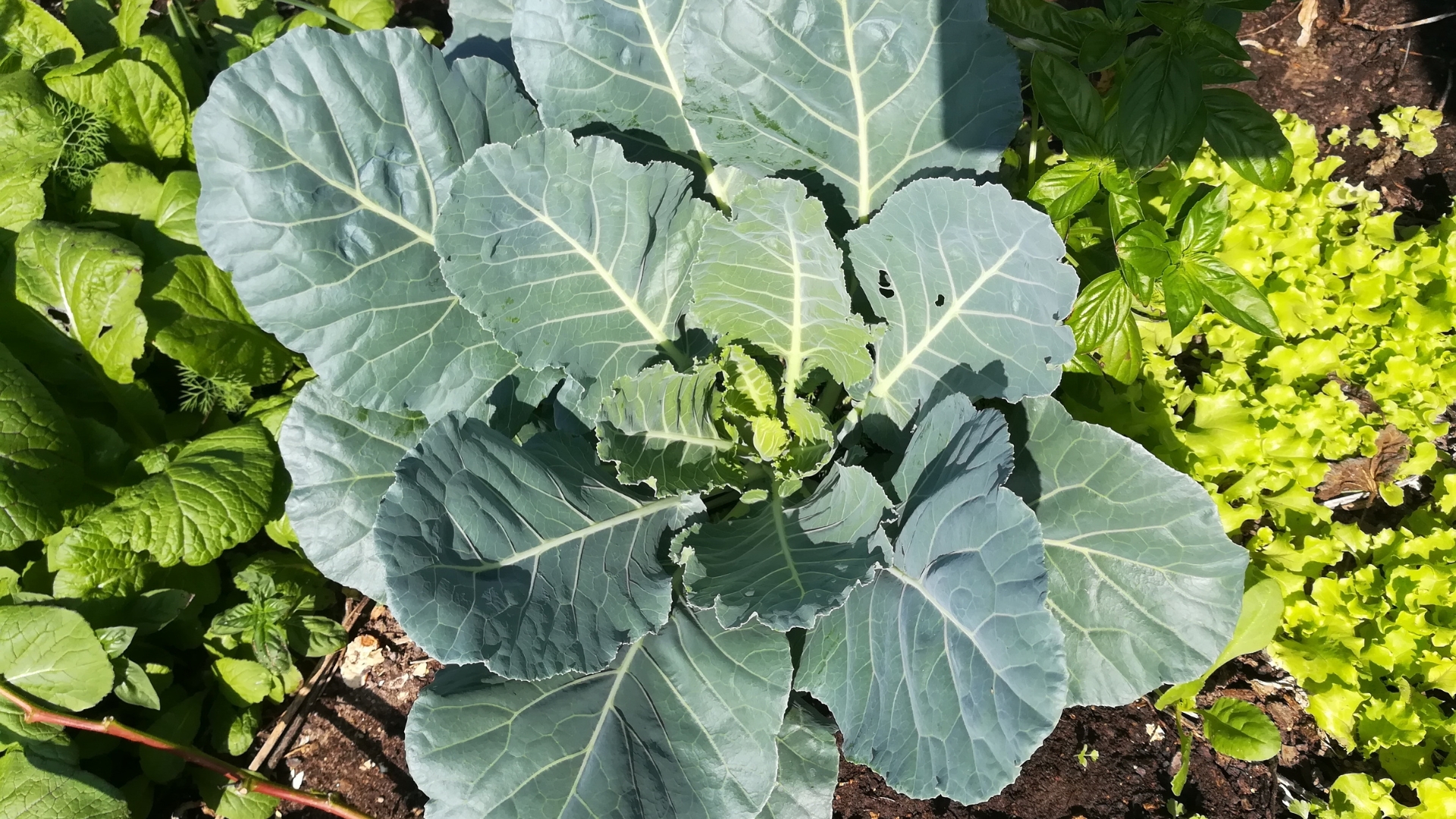 Why California Gardeners Should Be Starting Cool-Season Greens Now