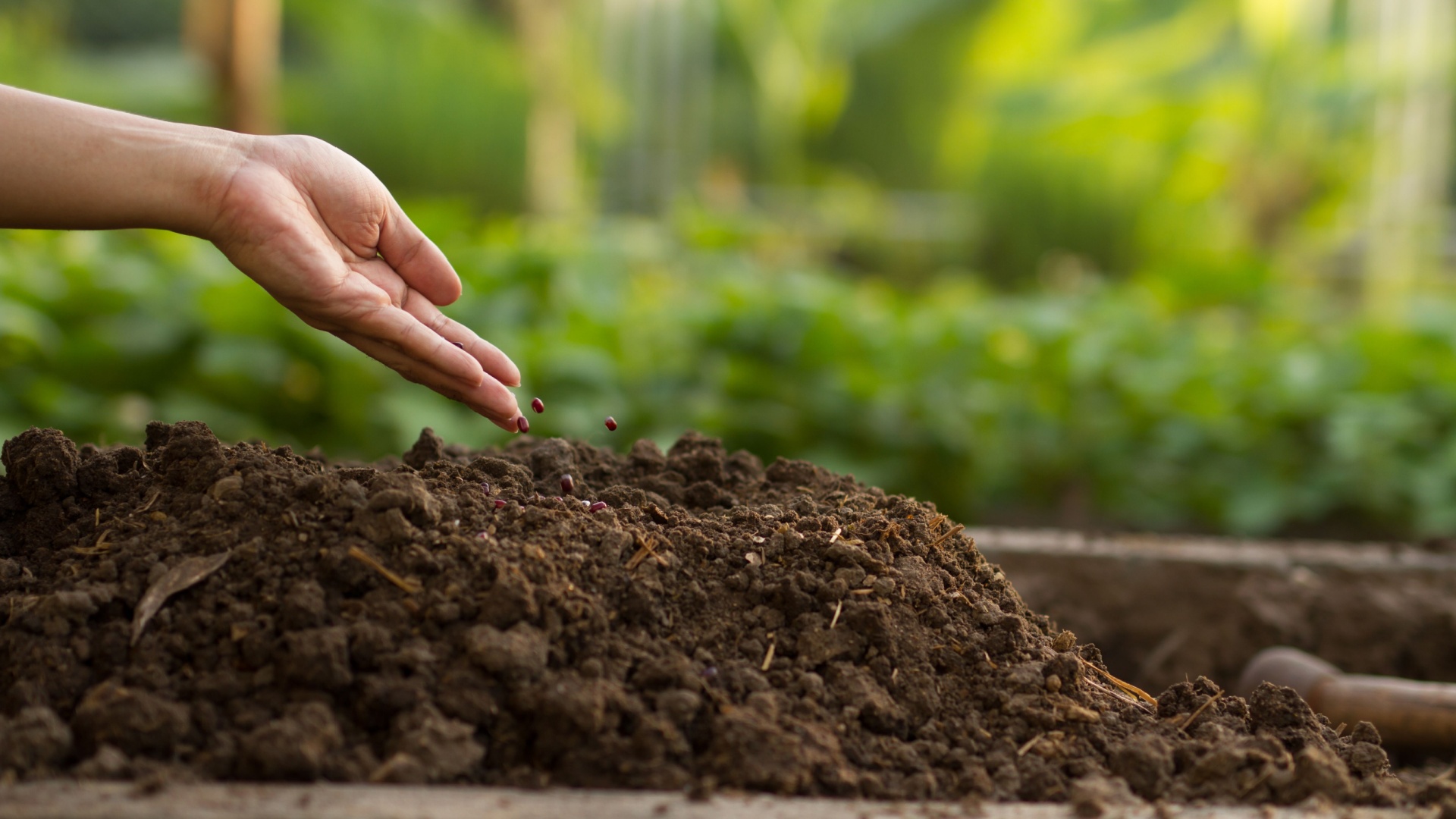 Why Chicago Gardeners Are Ditching Store-Bought Fertilizer For This