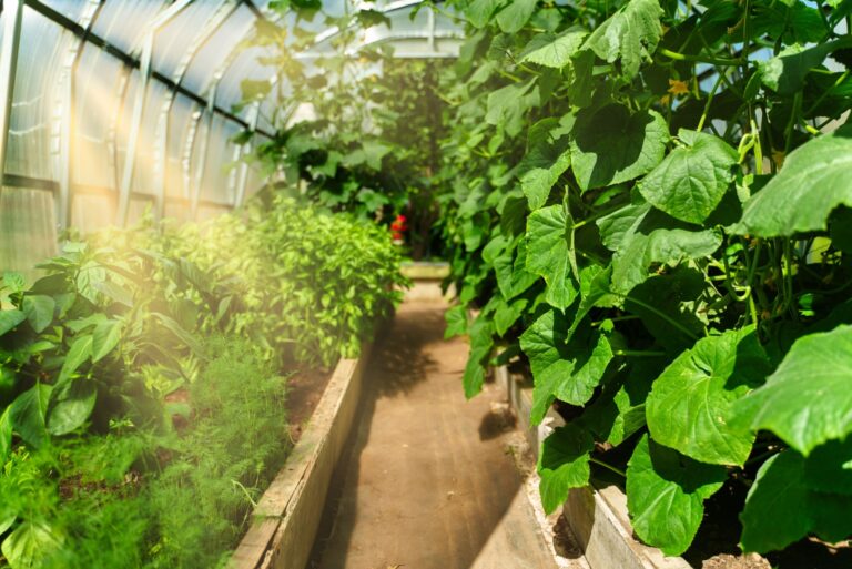 cucumber and dill plant in a greenhouse