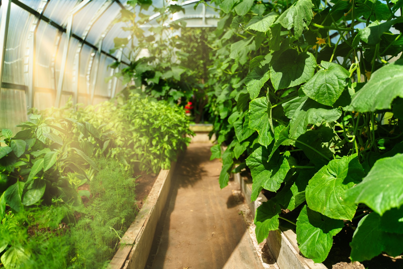 Why Dill Could Work Well As A Companion Plant For Cucumbers In Florida