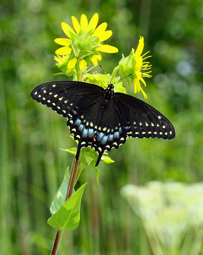 Natural Pest Control Powerhouse