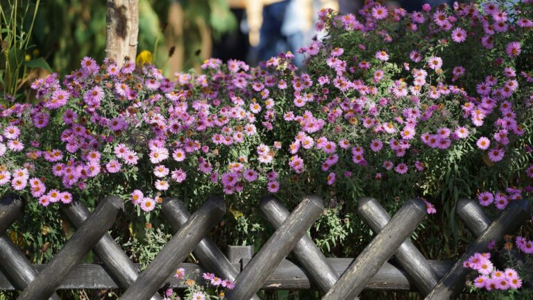 new england aster in bloom on a fence