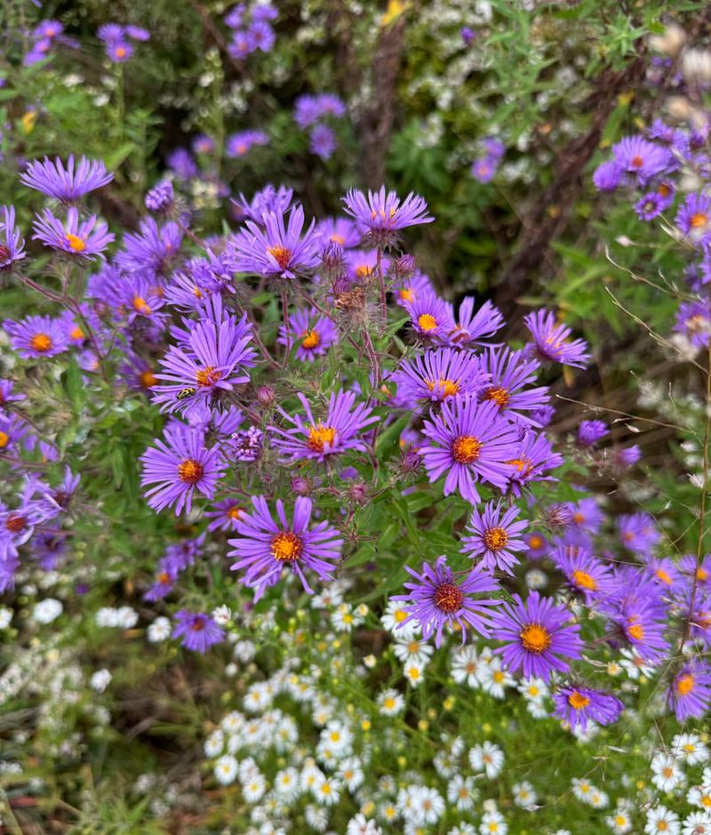 Vibrant Fall Colors When Gardens Need It Most