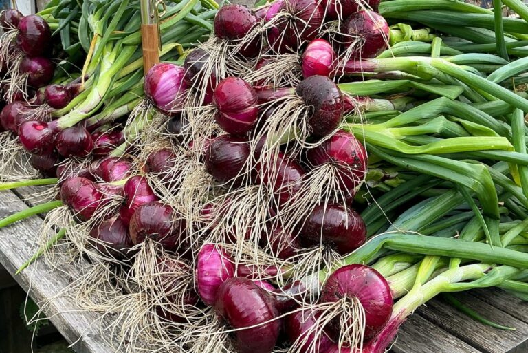 freshly harvested onions