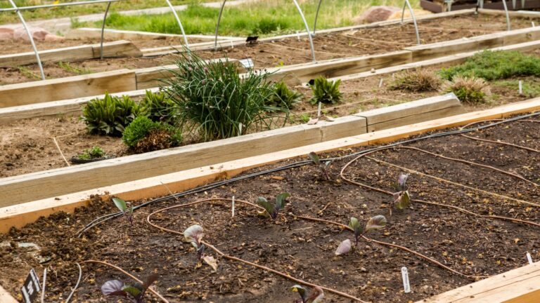 raised bed garden