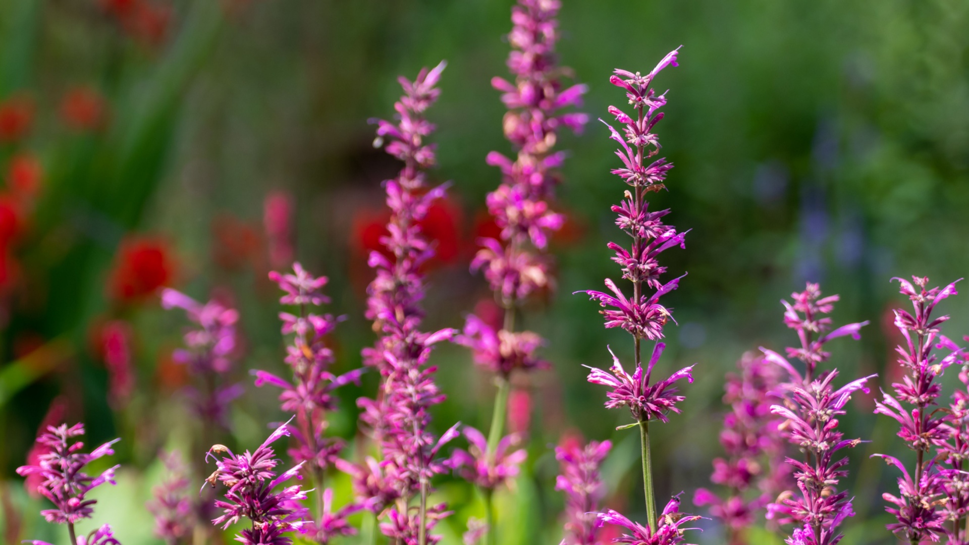 Why Many Palm Springs Gardens Include Agastache In Drought-Smart Designs