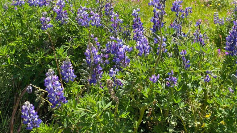 lupine plant (featured image)