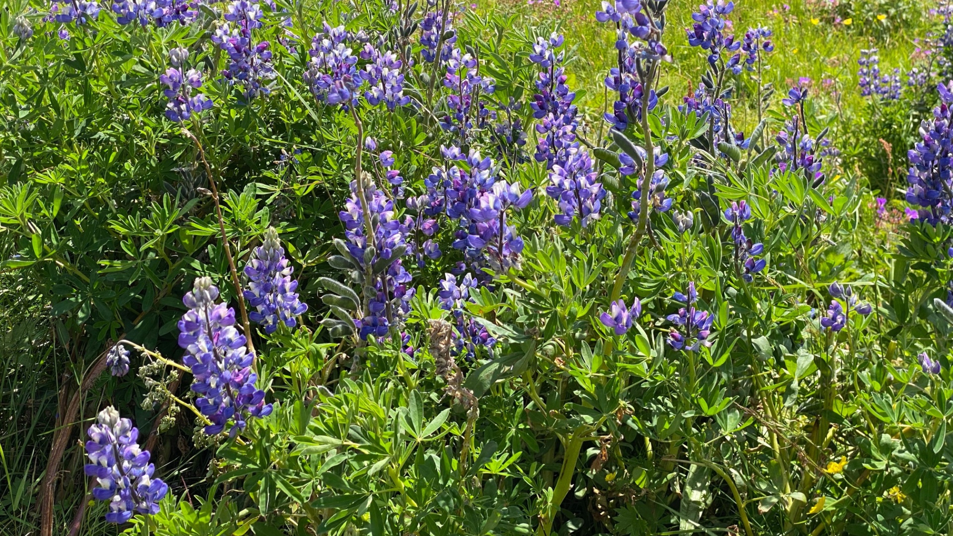 Why Many Phoenix Yards Are Giving Up Grass For Pollinator-Rich Meadows Of Native Lupine