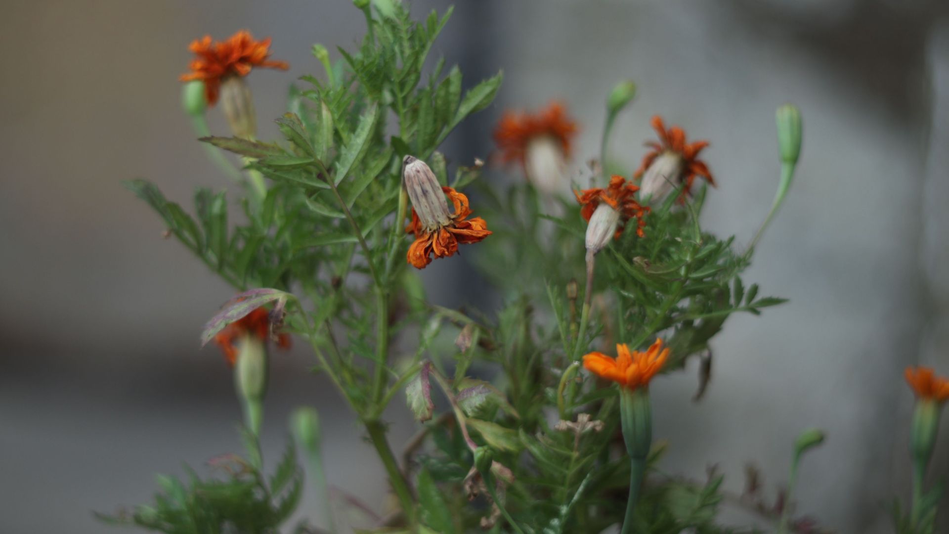 Why Marigolds Are Suddenly Wilting In Massachusetts Beds