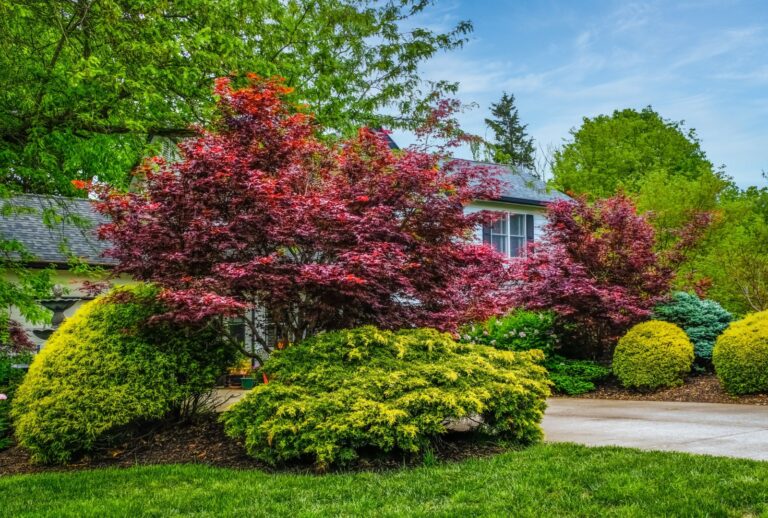 rain garden under a maple tree (featured image)