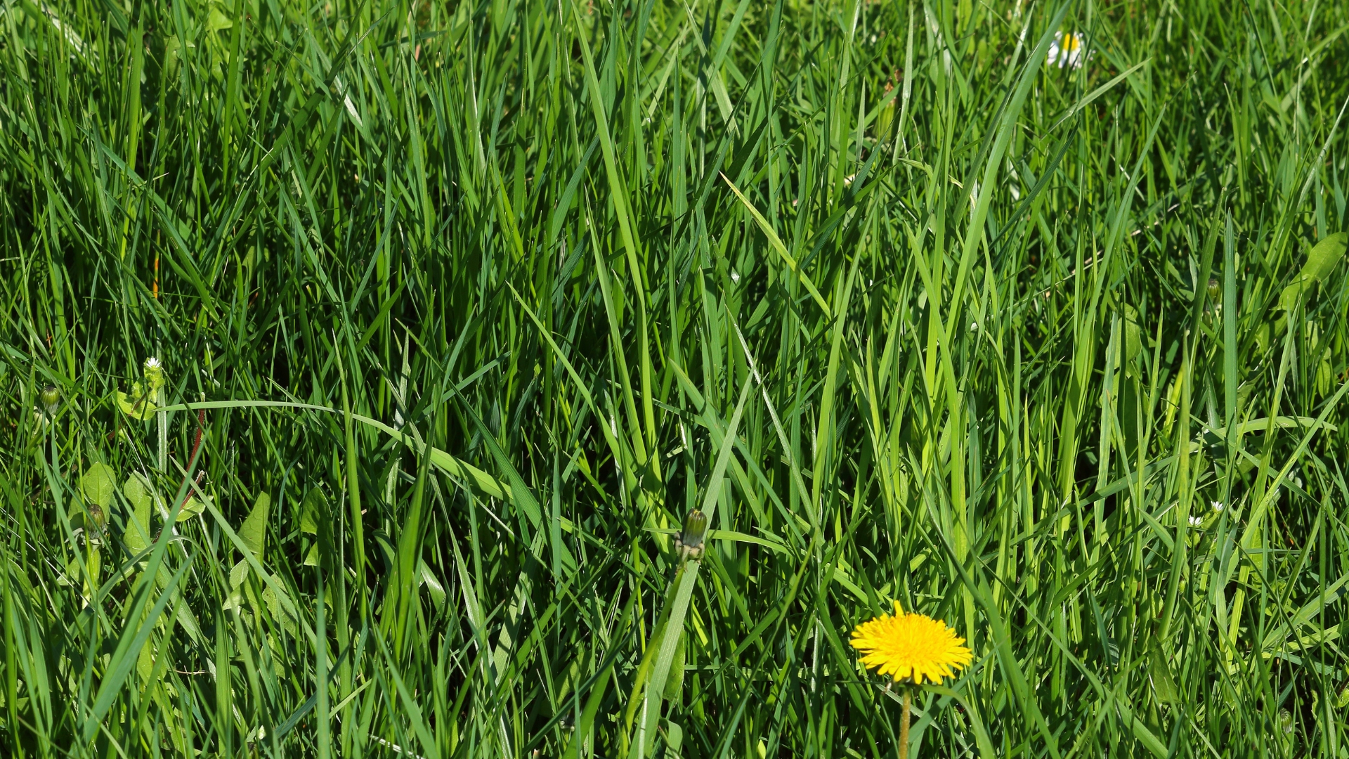 Why New Jersey Gardeners Should Stop Mowing For The Next 30 Days