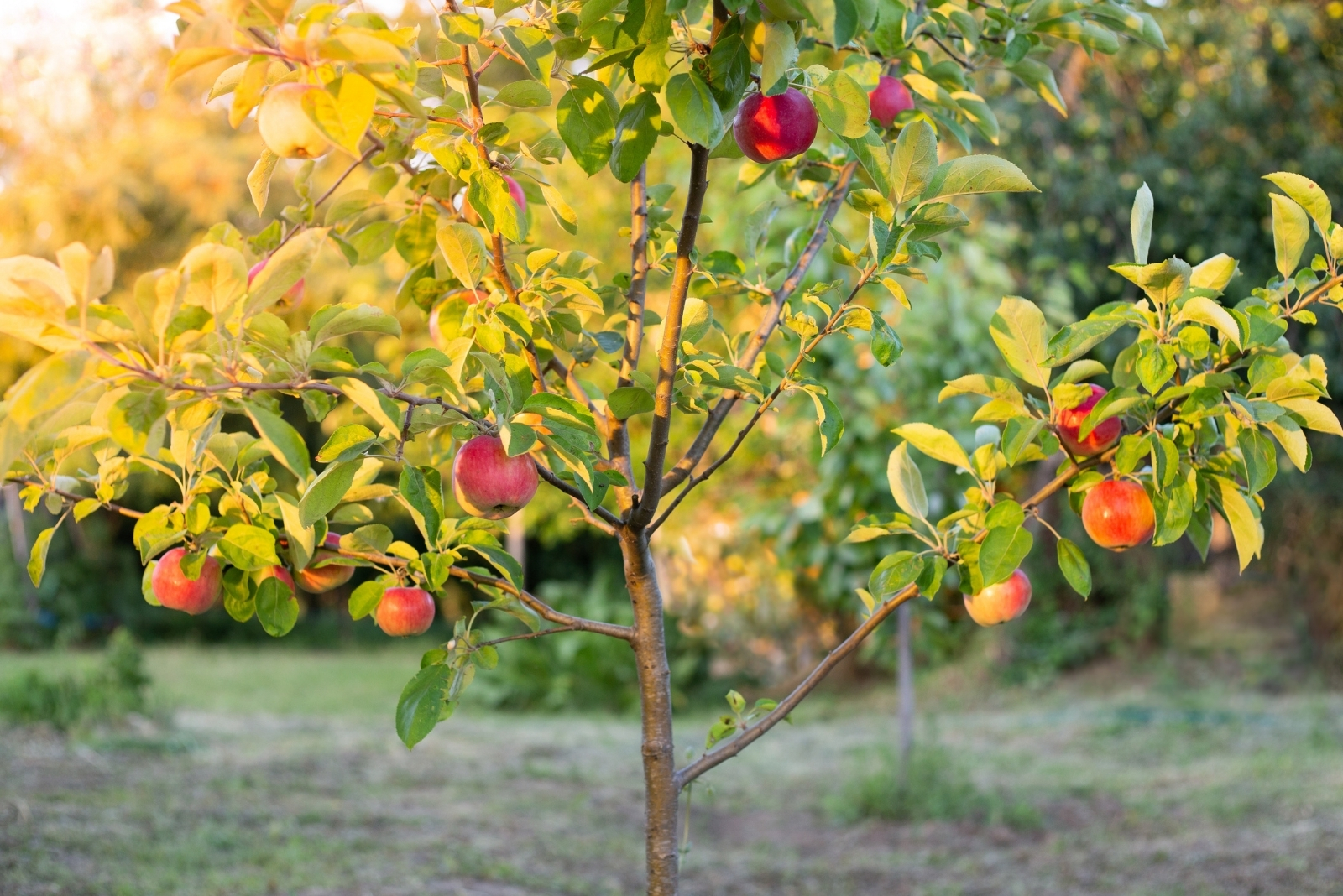 Apple tree (featured image)