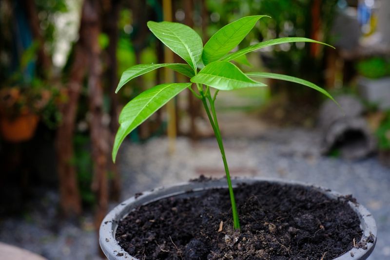 Perfect Soil Temperature