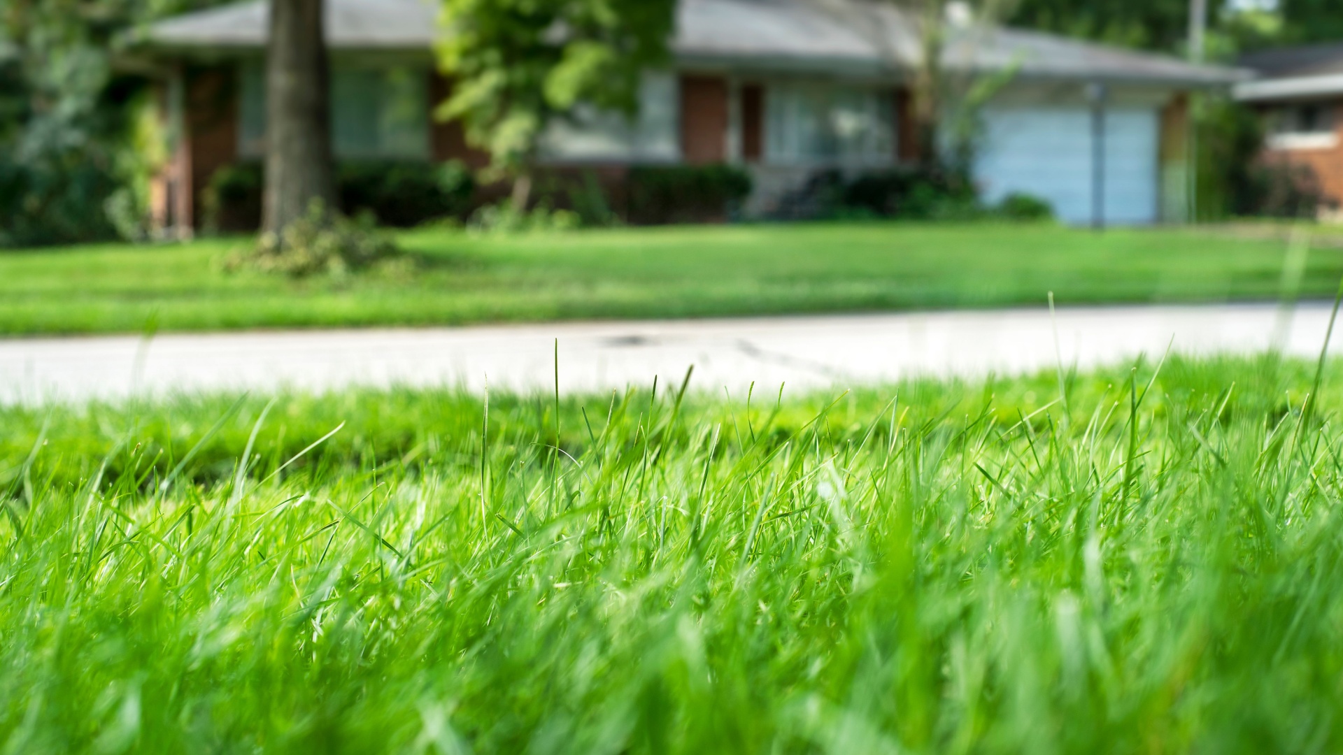 Why Now Is The Time To Seed Fescue Lawns In Virginia