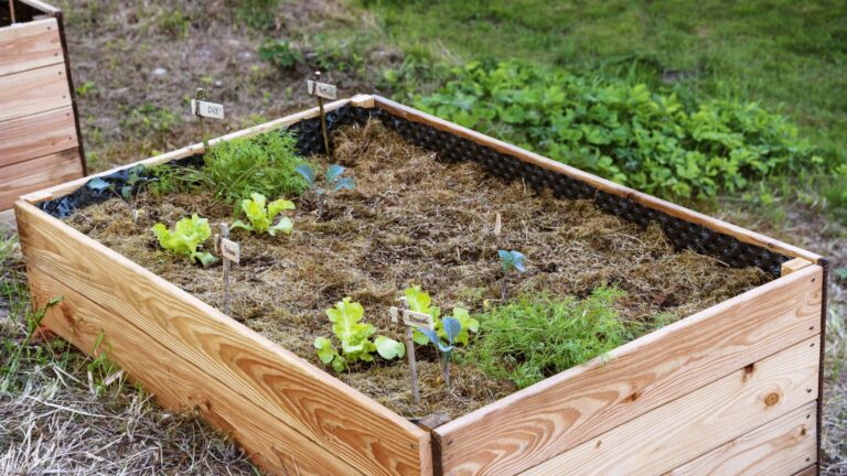 raised bed
