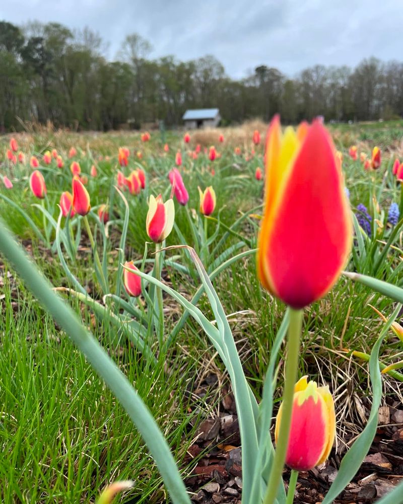Bulb Planting Time