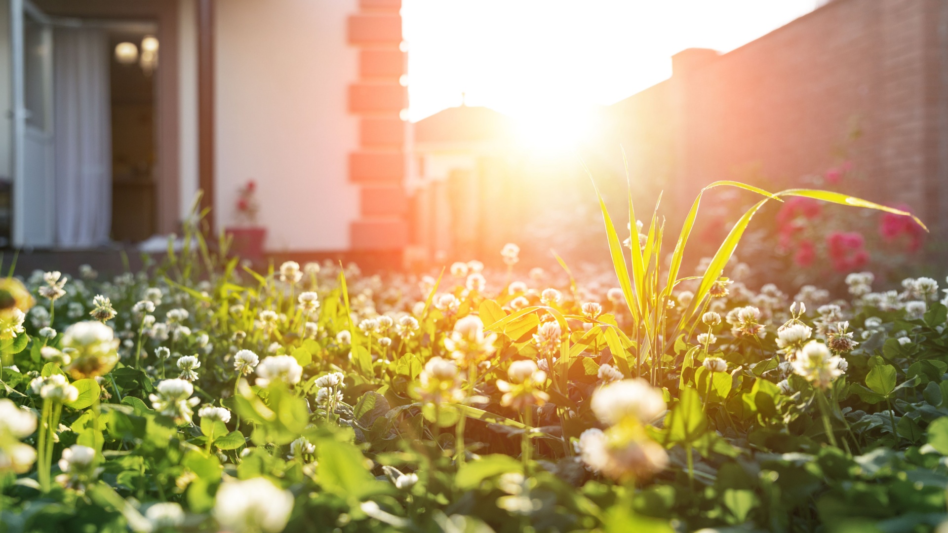 Why Some Chicago Residents Are Replacing Lawns With Clover For Pollinator Benefits