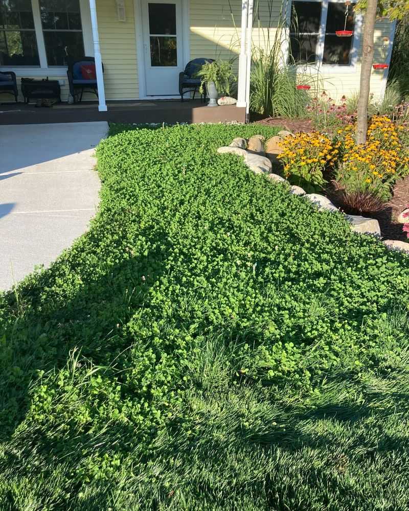 Drought-Resistant Ground Cover Saves Water