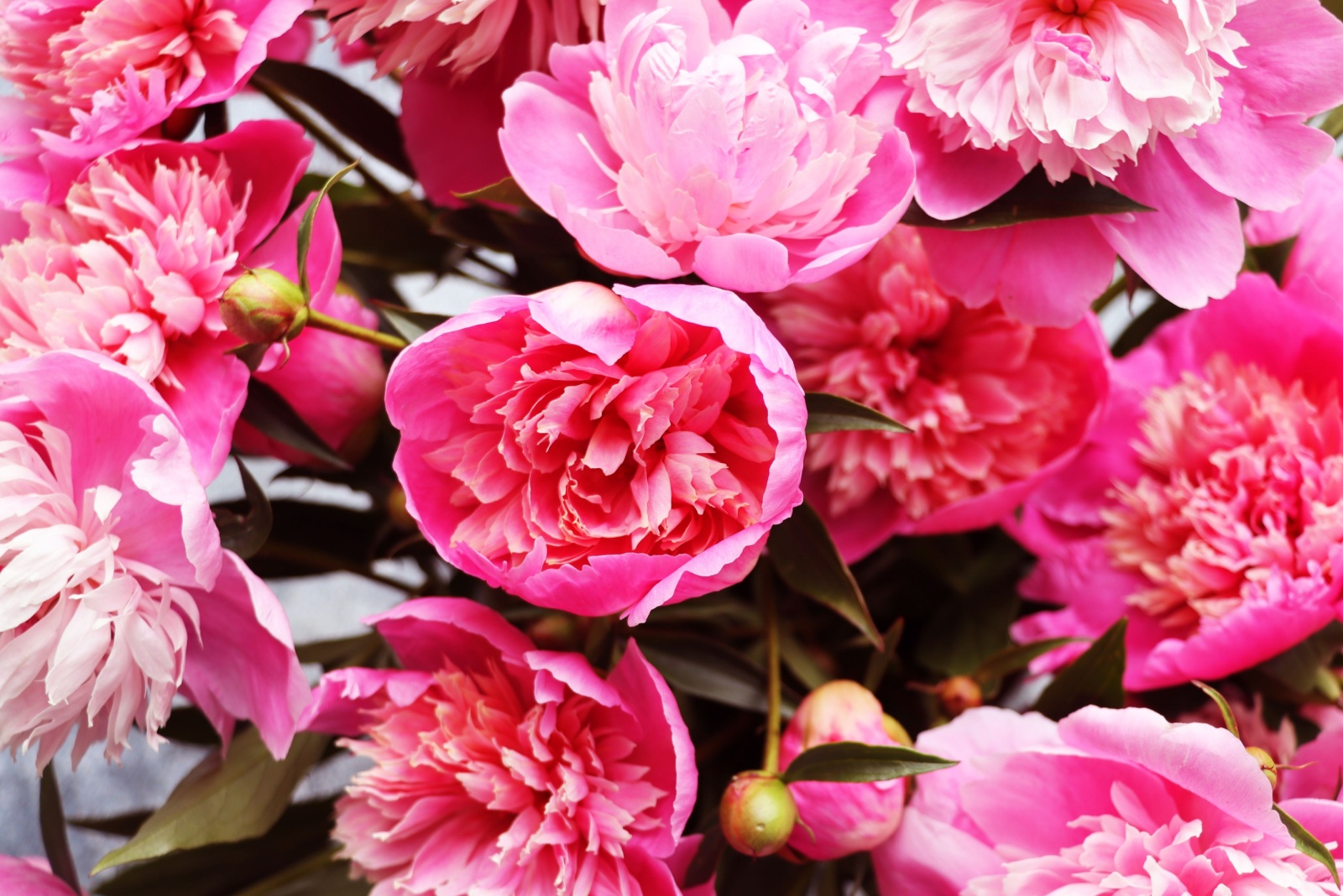 Why Some Minnesota Gardeners Put Ice On Peonies In Spring