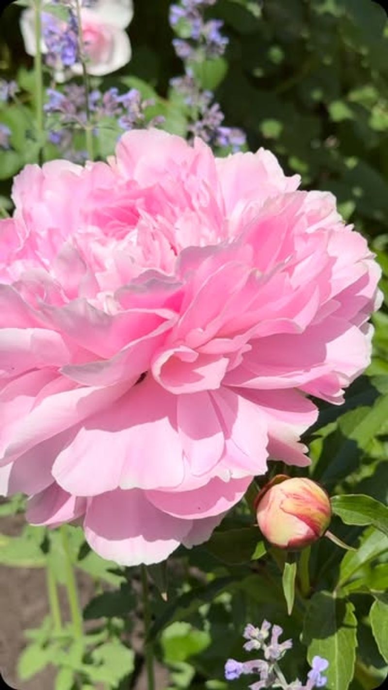 Slowing Down Early Bloomers