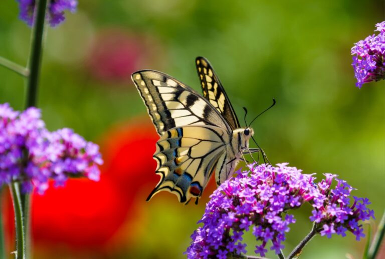 butterfly on a flower (featured image)