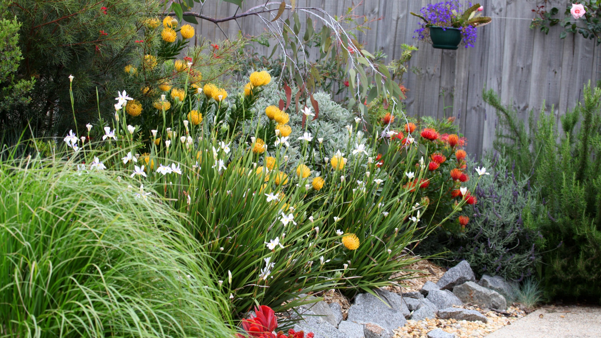 Why Some Texas Homeowners Choose Chaos Gardening For Wildflower Appeal