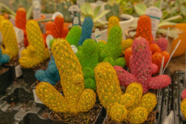 spray painted cacti plants (featured image)