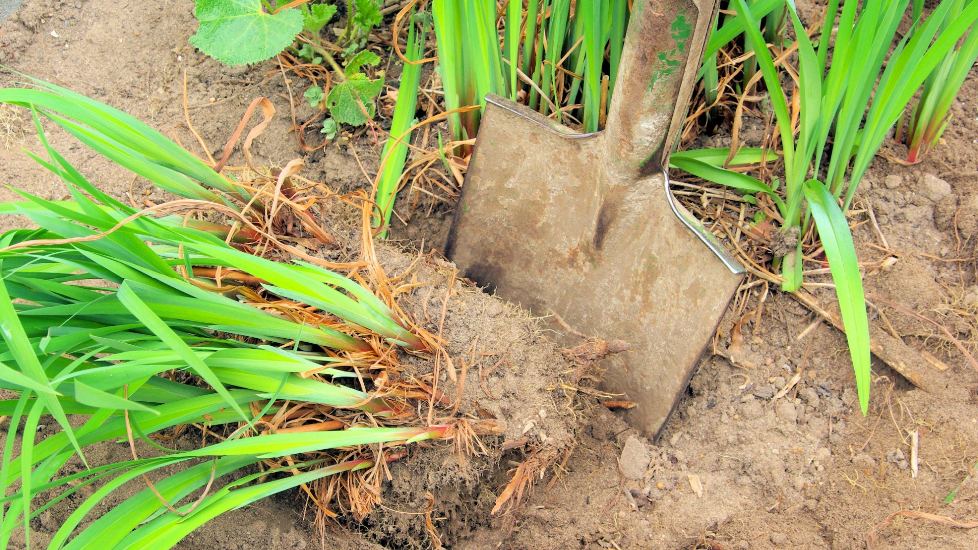 Why This Is The Best Time To Split These 19 Perennials In Iowa