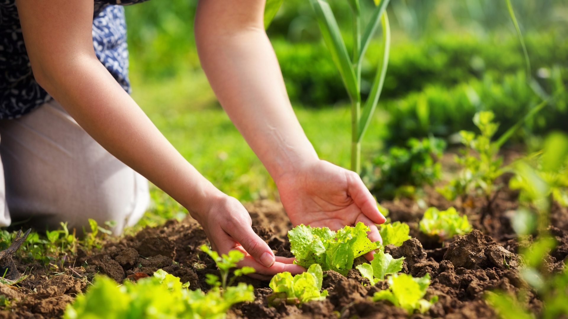 Why This Week Is Perfect For Planting Lettuce In Nebraska