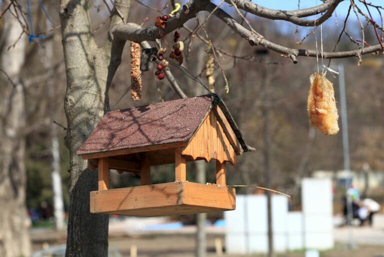 bird feeders