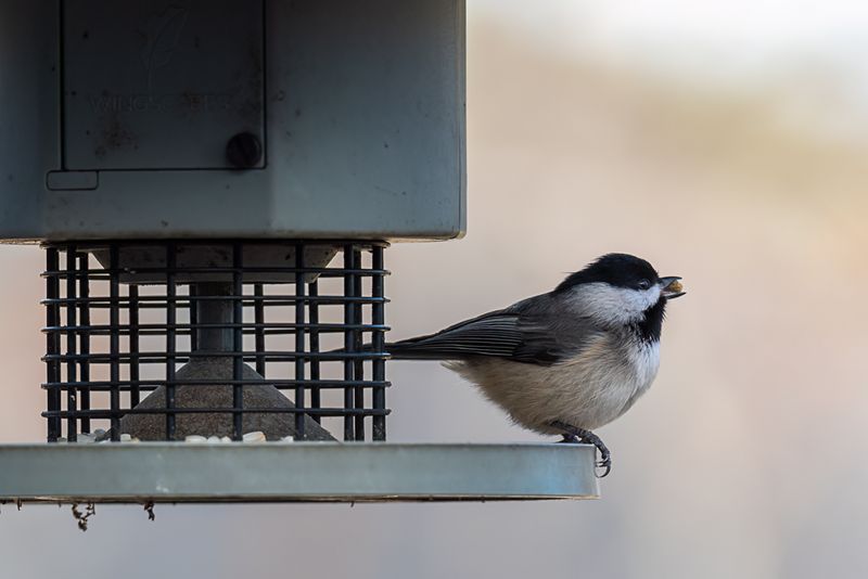 Birds Establish Feeding Patterns Early