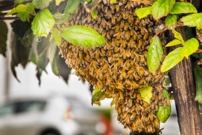 Outdoor view of bee angles guard the nest and build a honeycomb nest with honey sweet, beautiful nest in a tree (featured image)