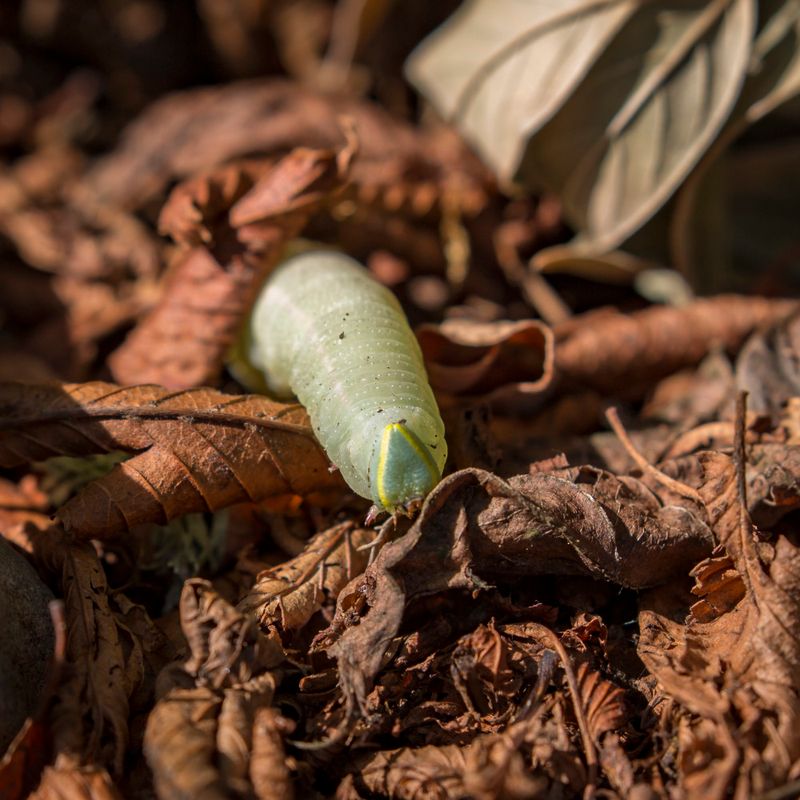 Insect Homes Beneath The Leaves