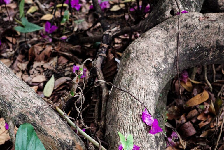 flowers on tree roots (featured image)