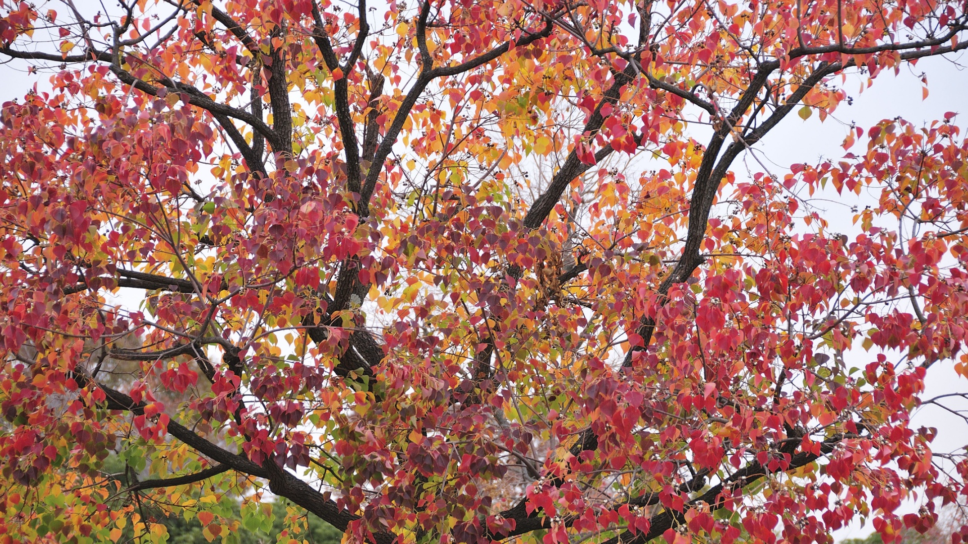 Why You Should Never Plant These 19 Trees In Georgia