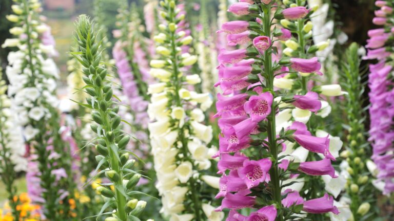 Foxgloves