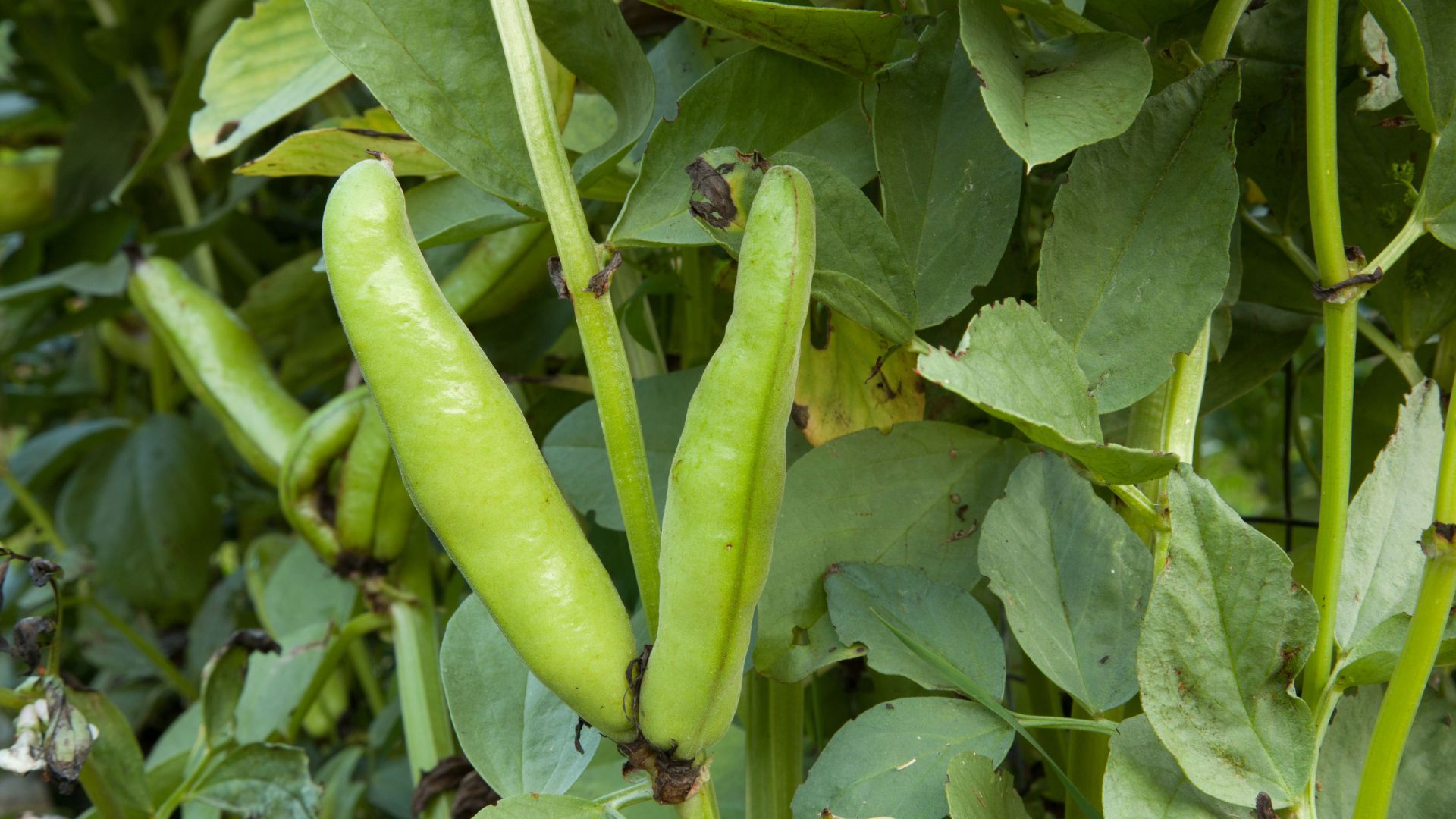 Why Your Beans Have Brown Spots In Colorado Gardens This Month