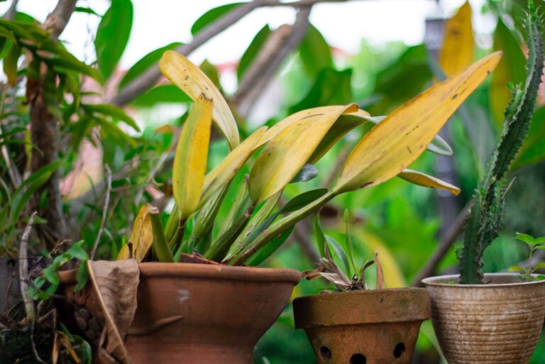 wrinkled orchid leaves (featured image)