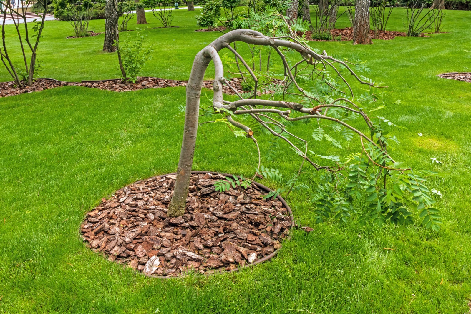 leaning plant garden