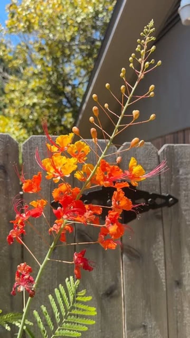 Relentless Texas Sun