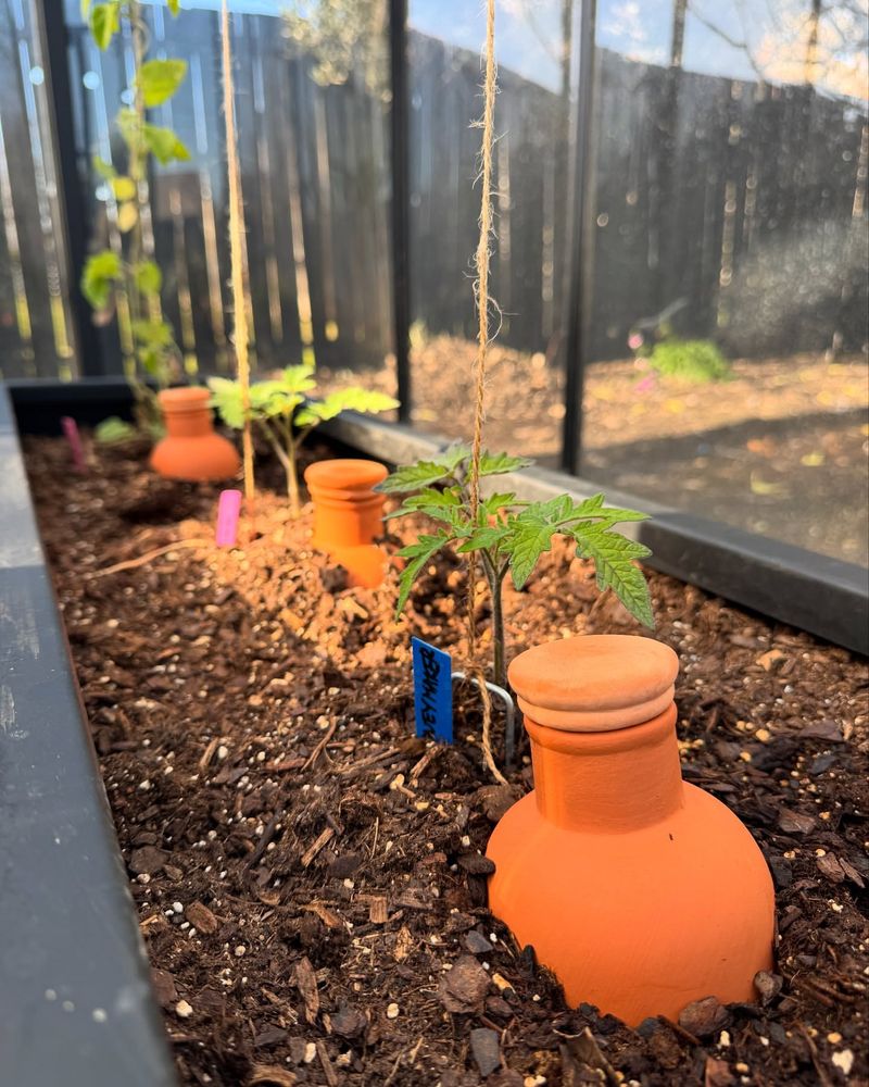 Ollas Clay Pot Irrigation