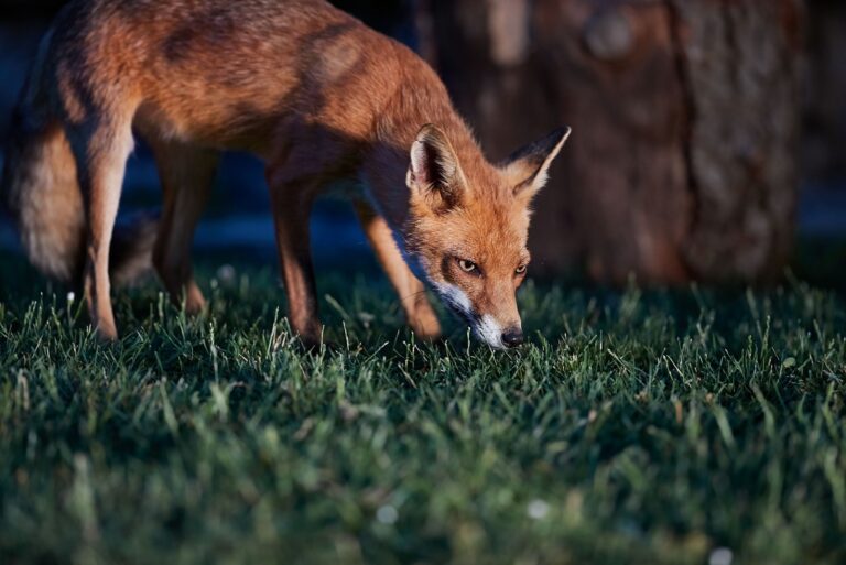 fox in a backyard