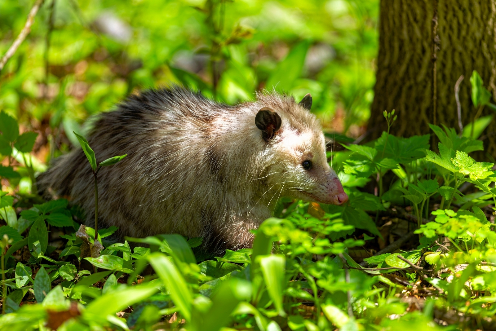 Wild Animals Thriving In Texas Cities That Could Be In Your Backyard