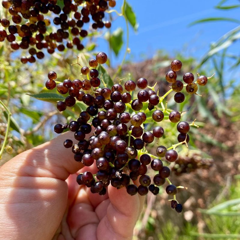 Elderberry Excitement