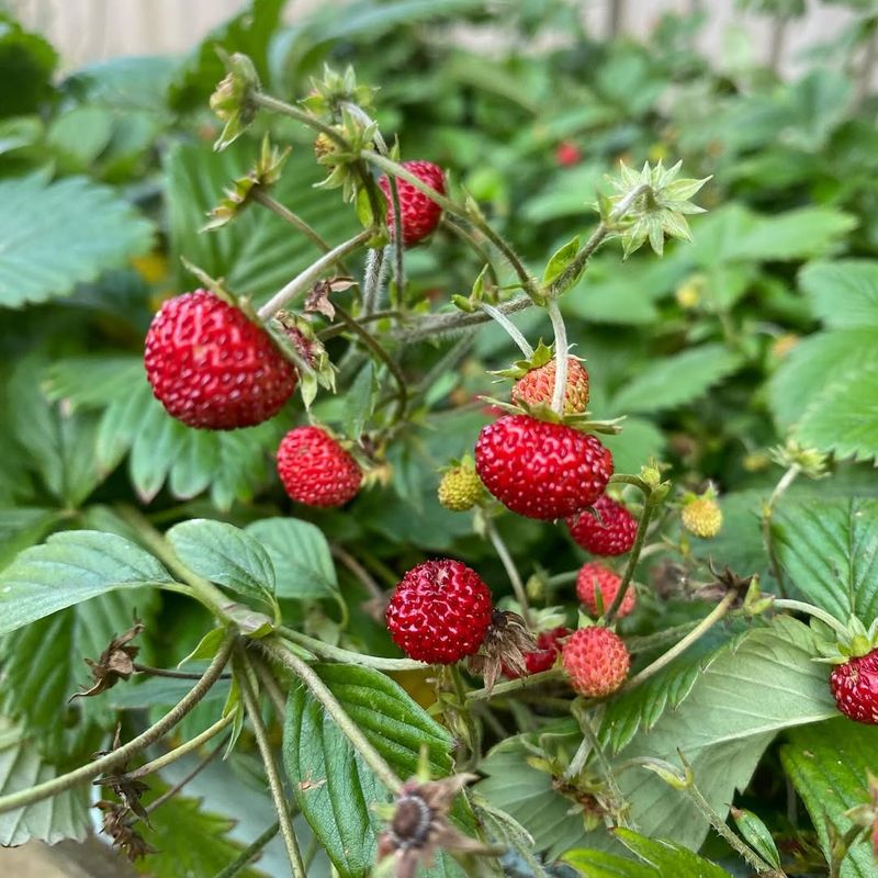 Alpine Strawberries