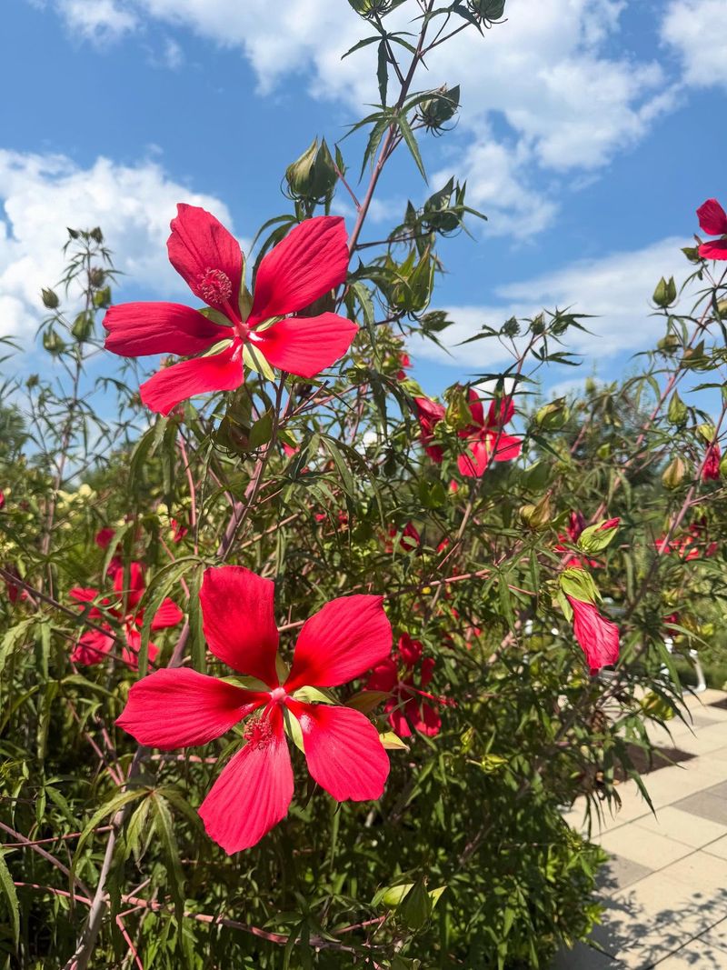Scarlet Rosemallow