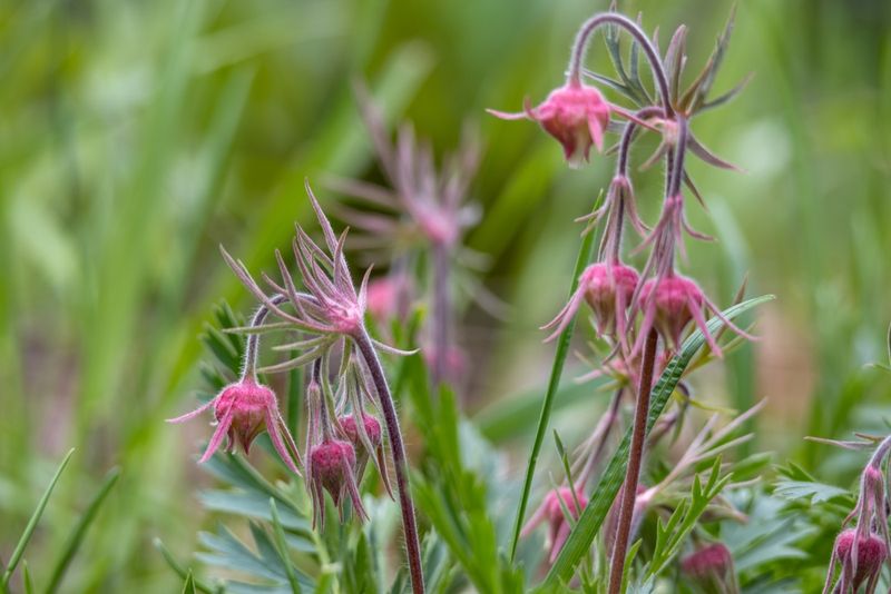 Prairie Smoke