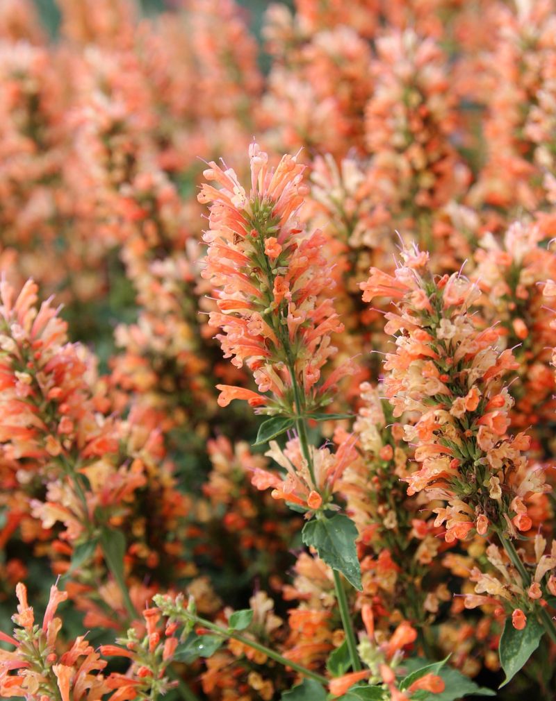 Agastache
